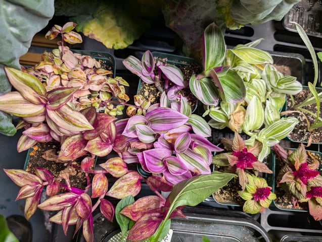 See what grows — vegetative, day 54