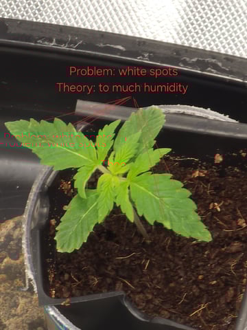 Dos Si Dos. Indica — seedling_rooting, day 6