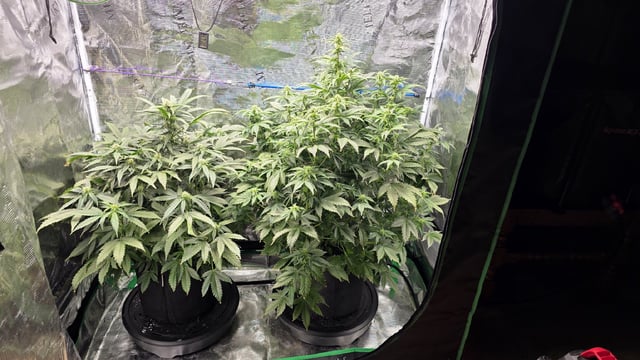 Sapphyre & Rockslide — flower, day 73