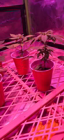 basement grow — vegetative, day 22