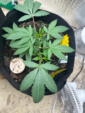 trying some bag seeds — vegetative, day 2