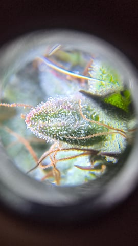 skittlez Autoflower  — harvest, day 16