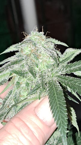 b1. — flower, day 136