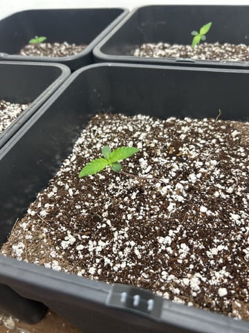 Northern Lights Auto x 4 — seedling_rooting, day 3