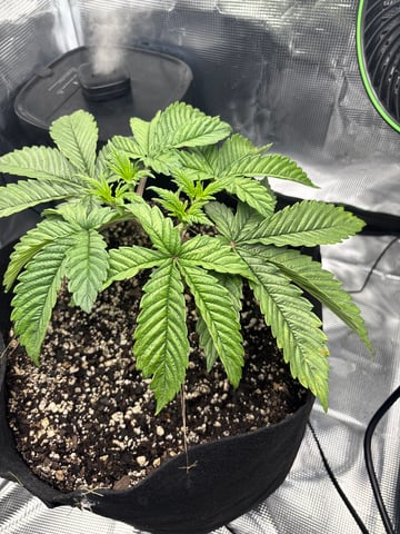 Blackberry Kush — vegetative, day 20