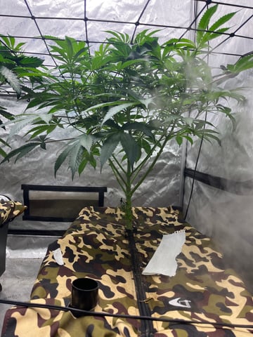 The Bling  — vegetative, day 60