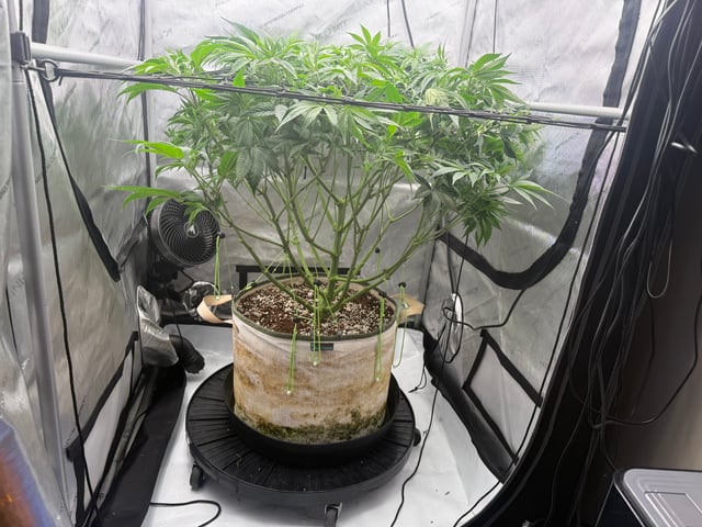 tropickle — flower, day 45