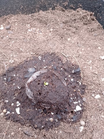 og kush — grow_setup, day 1