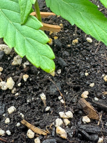 first try — vegetative, day 7