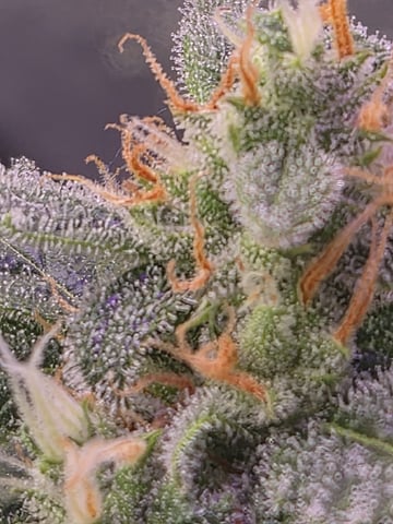 I'll get it right — flower, day 85