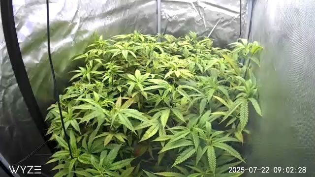 First Grow — vegetative, day 63