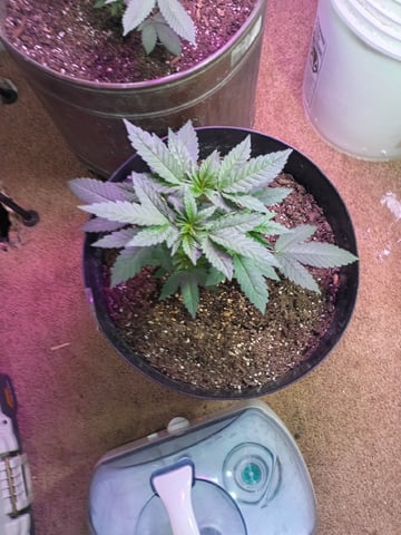Round Deuce  — vegetative, day 35