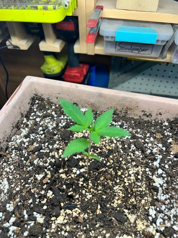 White Widow Twins — seedling_rooting, day 18