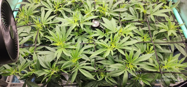 Foundational Legend — flower, day 126