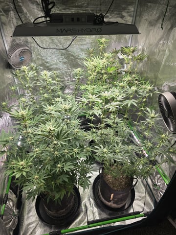 Acapulco Gold  — flower, day 79
