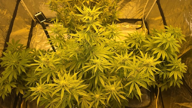 A Wonderful Cycle — flower, day 21