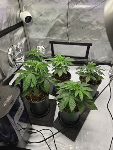 Homegrown - 🍒 🥧 & GSC Auto, 🚀 Seeds 🍌 Buttercups  — vegetative, day 28