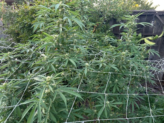 2025 harvest  — flower, day 16