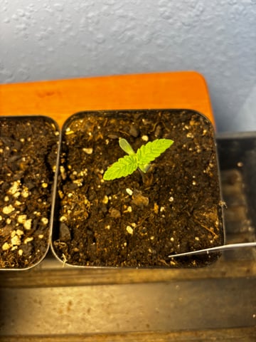 Mixed Freebies — seedling_rooting, day 8