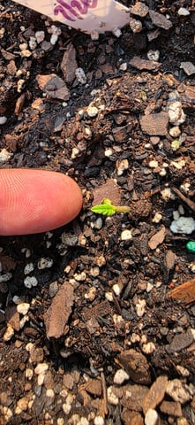 Let's just leave these right here! — germination, day 10