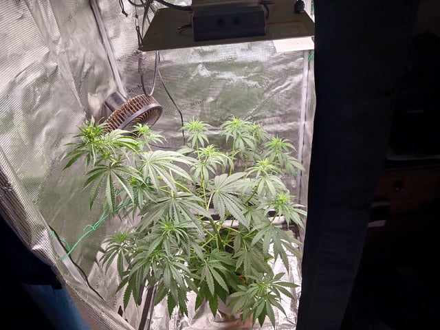 2nd Grow 2026  — vegetative, day 42