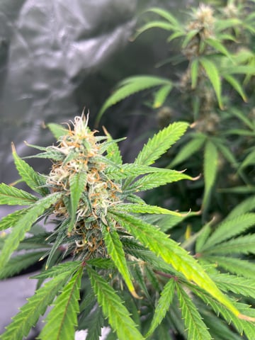 Blueberry auto — flower, day 89