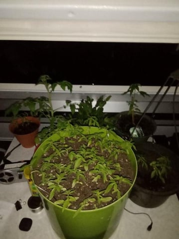 2026 — vegetative, day 3