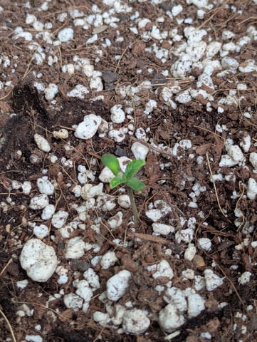 Pineapple Express Auto  — seedling_rooting, day 9