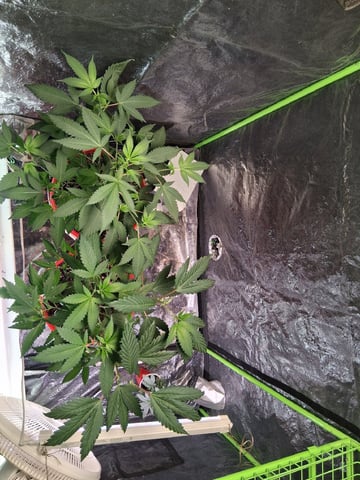 S&D  First Grow — vegetative, day 30