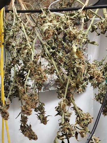 Banana Purple Punch & Rainbow Showers