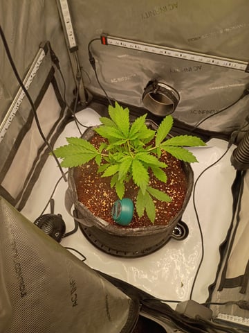 gorilla cookies  — vegetative, day 1