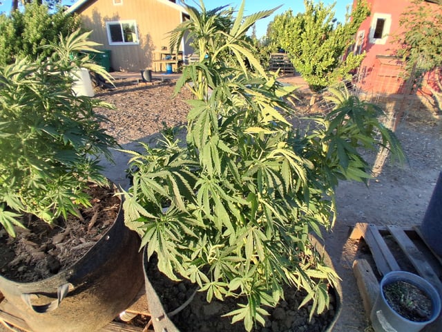 2026 Grow — vegetative, day 60