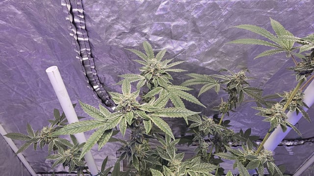 first grow adventure  — flower, day 98