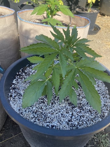 Auto Grow #2 2026 — vegetative, day 29