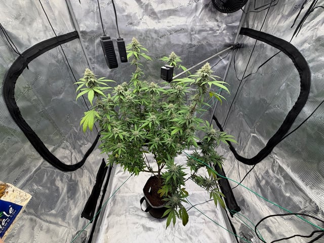  Apple fritter  Clones round two — flower, day 208