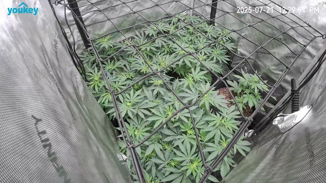 Purple Haze  — flower, day 57