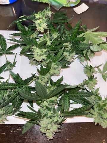 1st baby  — flower, day 80