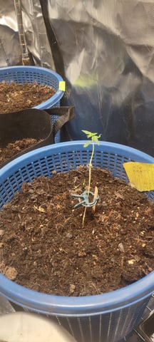 Sour 60, Sour Lowryder 2, Gorilla Glue, and MI5.from justcannbisseeds.com — grow_setup, day 1