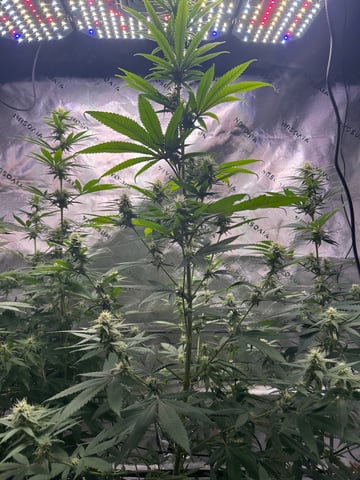 First Ever Grow GT — flower, day 97