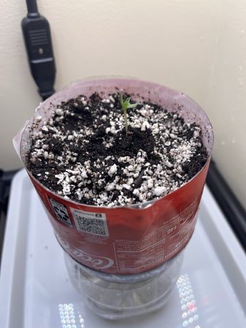 My Devine Conscious  — seedling_rooting, day 381