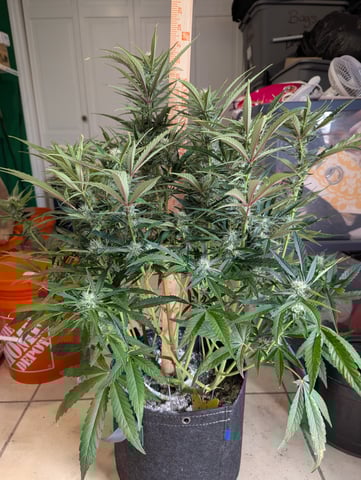 Boogie Brew Basic — flower, day 77