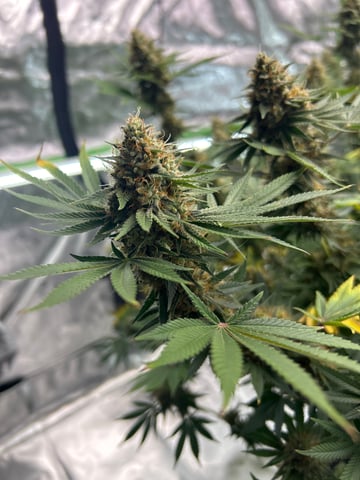 Barney’s Farm  — flower, day 91