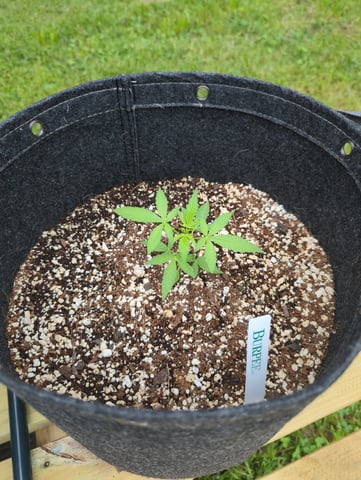 Pineapple Express Auto  — vegetative, day 37