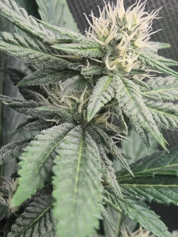 First Grow — flower, day 83