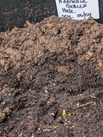 first whirl — seedling_rooting, day 1