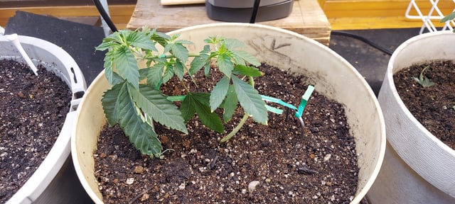 Reboot trial — vegetative, day 66