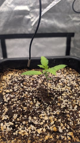 Lemon Cherry Gelato Auto — vegetative, day 13