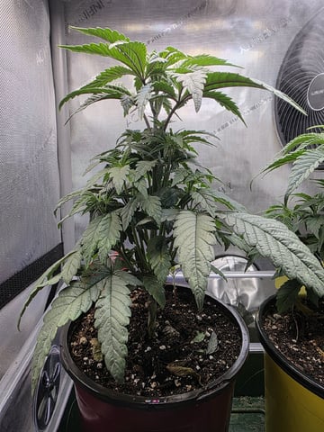 Granny Candy and PLCG — vegetative, day 40