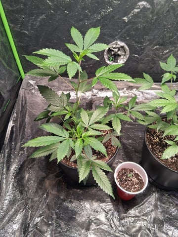 S&D  First Grow — vegetative, day 4