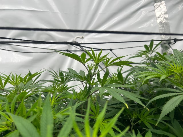 zunami s1 grounded genetics  — flower, day 39